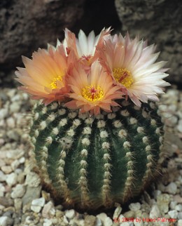 Notocactus cv. CHP68